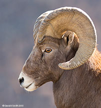 2015 November 10: Nice profile ... Bighorn sheep ram, on the Rio Grande Gorge Rim, Taos NM