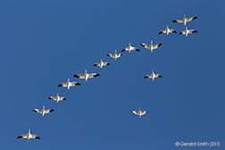 2015 November 14: Formation flying, Snow Geese at the Bosque del Apache, NM