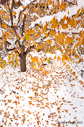2015 November 18: After the snow this morning in the garden in San Cristobal, NM