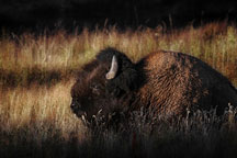 Buffalo, near Midway Geyser, Yellowstone NP