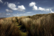 Dune grasses and clouds on the Holy Island of Lindisfarne