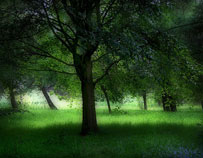 Green woods at Temple Newsham Park, Yorkshire, England