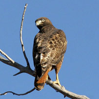 Yesterdays bird today. Redtail Hawk, in Taos, New Mexico