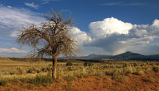 Lone Tree, near Abiquiu, New Mexico