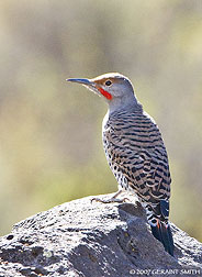 2007 October 20, Northern Flicker, New Mexico resident