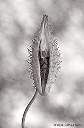 2008 October 12, Milkweed seed pod