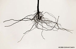 2008 October 26, Sunflower root
