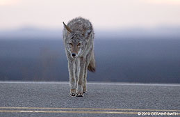 2010 October 13: Coyote