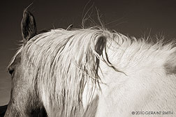 2010 October 02, Horse mane