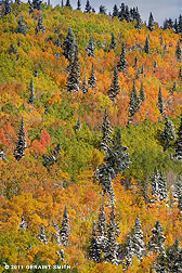 2011 October 12 Aspens and pines in the Taos Ski Valley