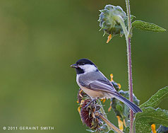 2011 October 02: Black - capped Chickadee