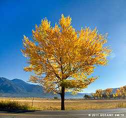 2011 October 24, Roadside tree and Taos Mountain