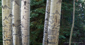 2011 October 01 Woodland Graffiti