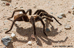 Tarantulas are migrating around taos nm