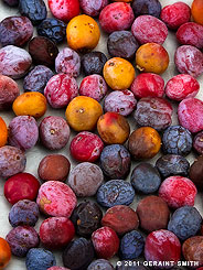 2011 October 03, Drying wild plums to make a fruit compote