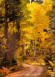 2012 October 11, Aspen road in the Sangre de Cristos