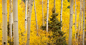 2012 October 27: Last flourish of the aspens