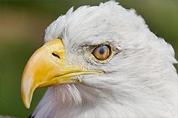 2012 October 31, The nictating membrane in the eagles eye!