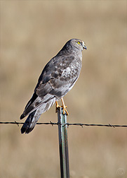 2012 October 10  An adult male, Northern Harrier