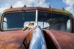 2012 October 23: The biggest hornets nest at the Overland Ranch truck!