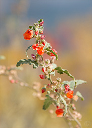 2012 October 14, Yerba de la Negrita (Scarlet Globemallow)