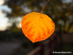 2014 October 24: Aspen Leaf fall colors northern new mexico