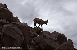 2014 October 11: One of two Bighorn Rams roaming the Rio Grande Gorge ... 