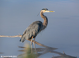 2015 October 18: "Blue morning" ... Great Blue Heron, Bosque del Apache, NM
