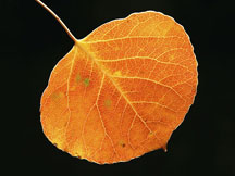 Aspen Leaf Colorado