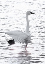 'Swan Lake Ballet' Yellowstone NP, Wyoming