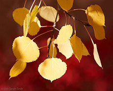 2006 September 26 Aspen Leaves on Red