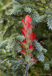 2006 September 04 Indian paintbrush cradled by a young pine on the slopes in Taos Ski Valley