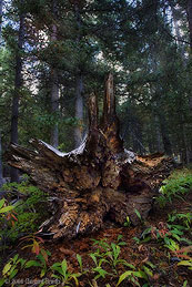 2006 September 12 One from the woodland series of fallen trees