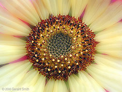 2006 September 15 Late summer sunflower