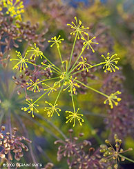 2008 September 16,  "Dill" at the farmers market