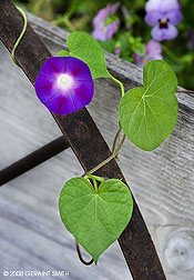 2008 September 04, Morning glory on the old wagon at the Mabel Dodge Luhan House