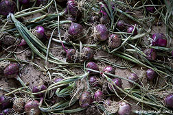 2008 September 28, Purple Onions