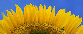 2008 September 20: Sunflower panorama