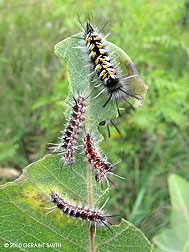 2010 September 02, Butterfly and moth larvae all over the milkweed plants!