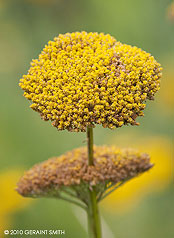 2010 September 16, Autumn Yarrow