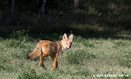 2011 September 21, Taos Coyote