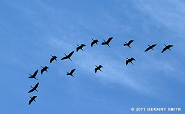 2011 September 23, Migrating Ibis, southern Colorado
