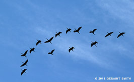 2011 September 23, Migrating Ibis, southern Colorado