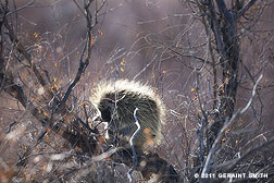 2011 September 25, Porcupine at the Monte Vista National Wildlife Refuge, Colorado