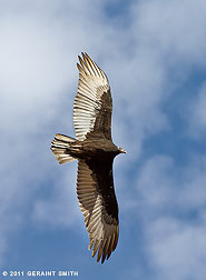 2011 September 13, Taos Vulture
