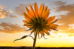 2012 September 19, A sunflower