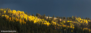 2014 September 25  Aspens in the high country of the  Valle Vidal, northern New Mexico 