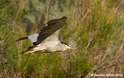 2014 September 13  Black-crowned Night Heron winging through  Rio Grande del Norte National Monument yesterday pilar nm orilla verde recreation area