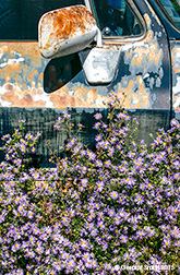 2015 September 04: Aster paradise on the High Road to Taos