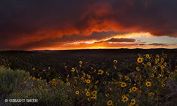 2016 September 07: Sunflower sunset, San Cristobal, NM